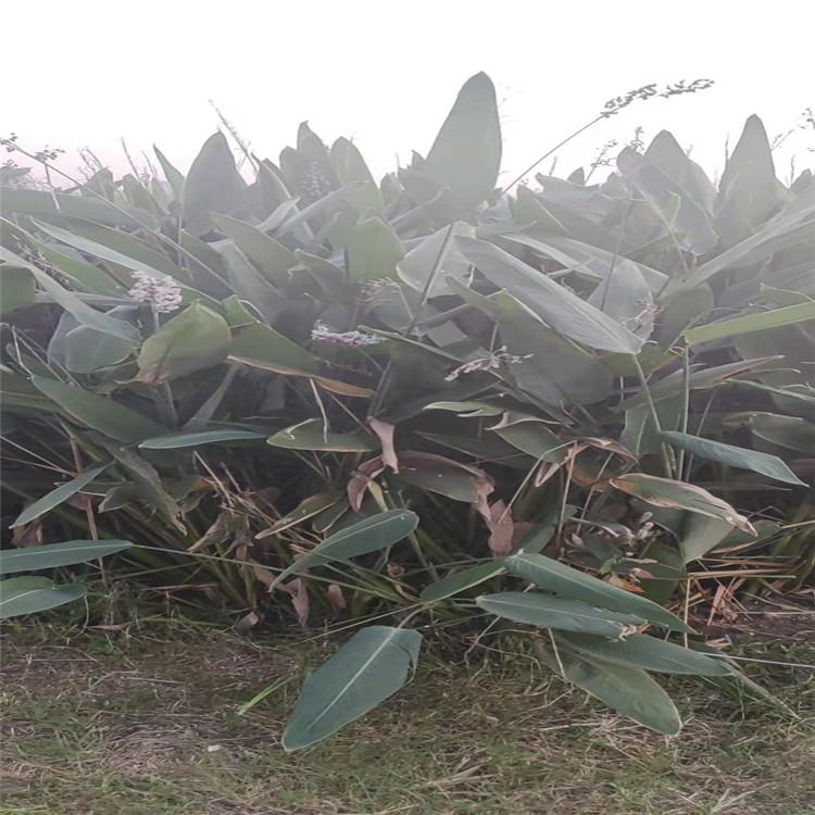 再力花种植基地 再力花小苗 再力花盆栽 大量现货