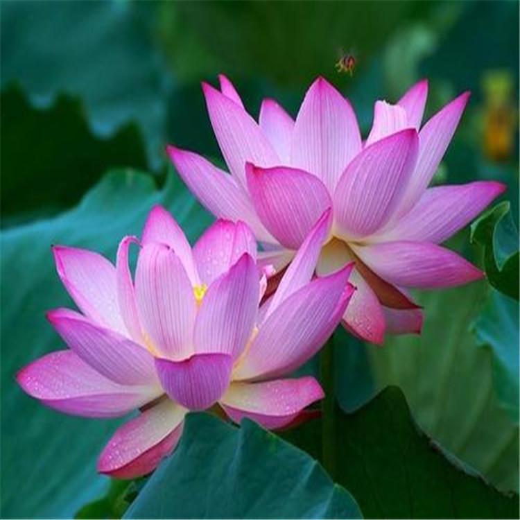 荷花苗 白洋淀种苗基地直供 水生植物荷花