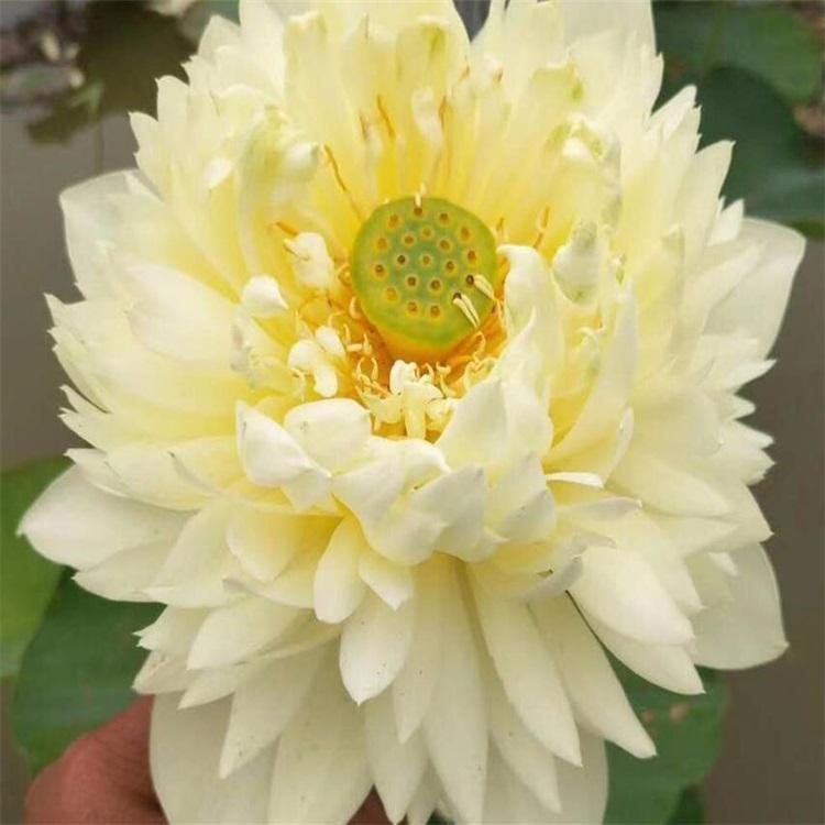 基地供应 精品荷花 睡莲 莲花苗 大型观赏植物 花色美丽 规格齐全