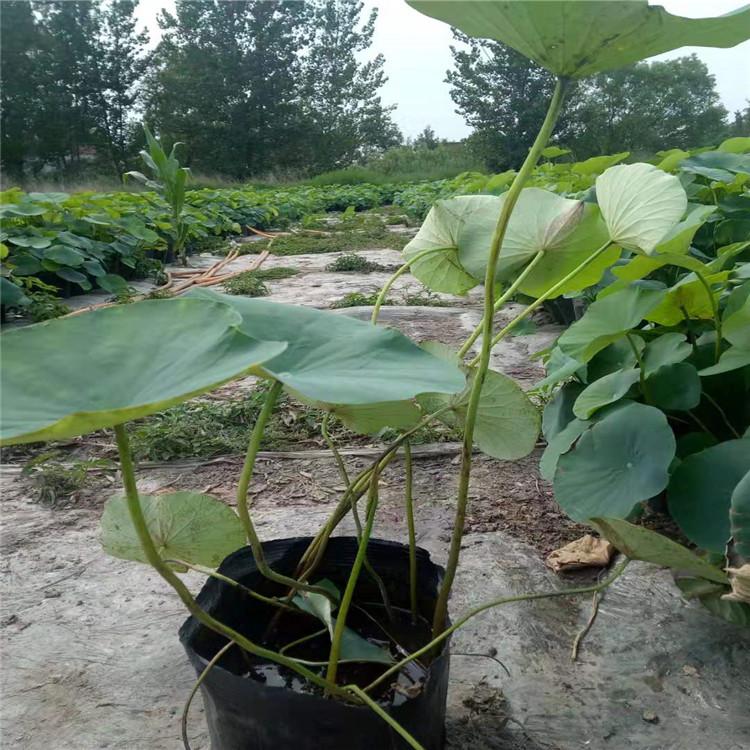 荷花苗  精品荷花苗  观赏性荷花苗批发