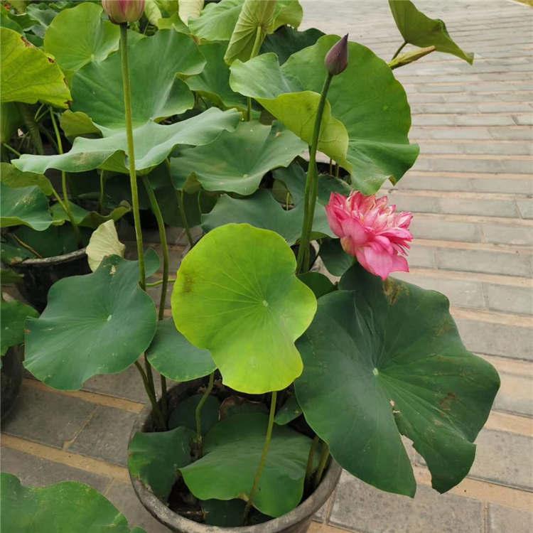 荷花苗  精品荷花苗  观赏性荷花苗批发