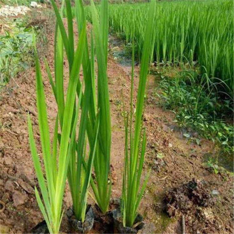 批发水烛香蒲 水体绿化大香蒲 香蒲苗 湿地挺水植物 美化水质工程 