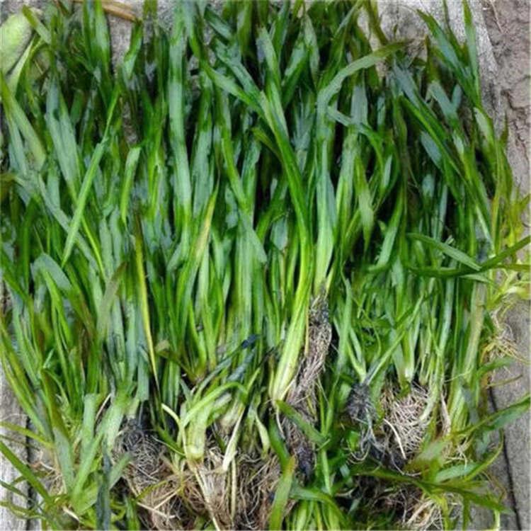 苦草  矮生苦草植物批发  沉水植物