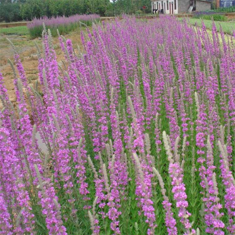 千屈菜  千屈菜基地  挺水植物批发