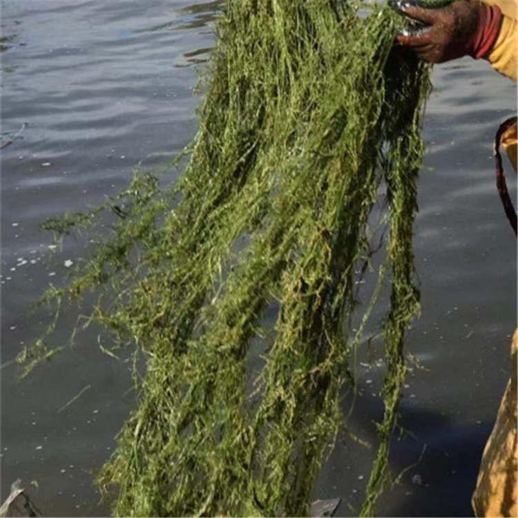 黑藻 金鱼藻  轮叶黑藻 丝网黑藻  沉水植物