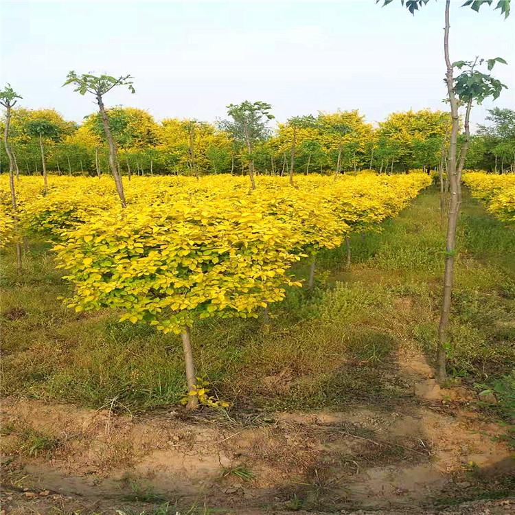 艺镨 法桐现货供应 绿化风景树 规格齐全