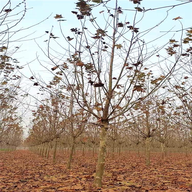 艺镨 风景树速生法桐 行道树法桐 全新供应