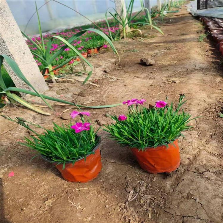 双色花盆优质PP材质摔不坏塑料种植育苗花盆厂家直销