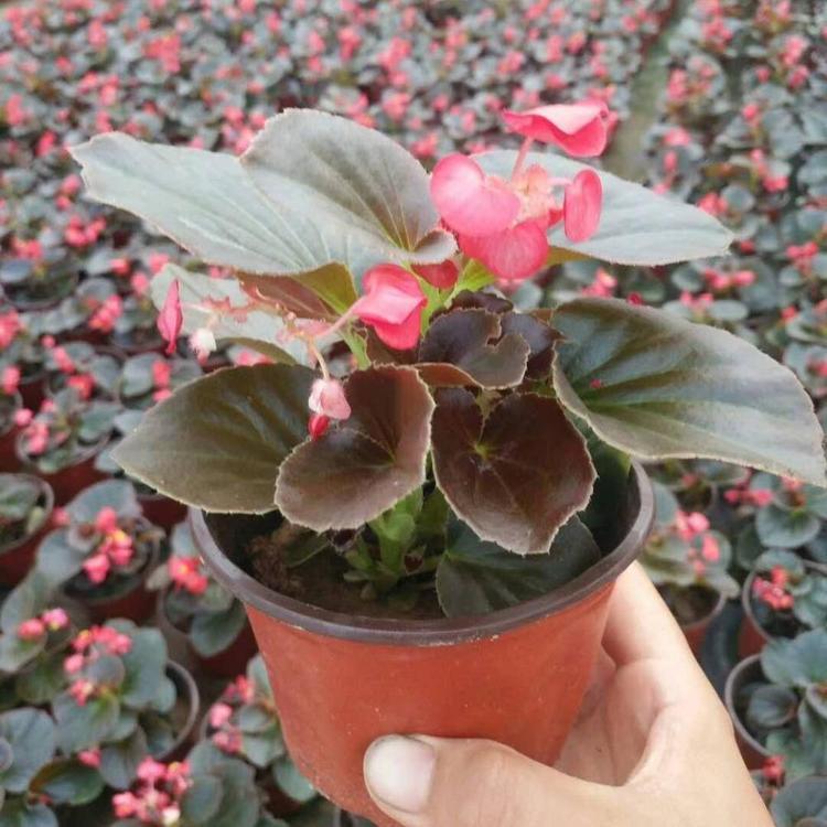 双色盆现货供应 欧石竹价格表 绿民花卉价格优惠