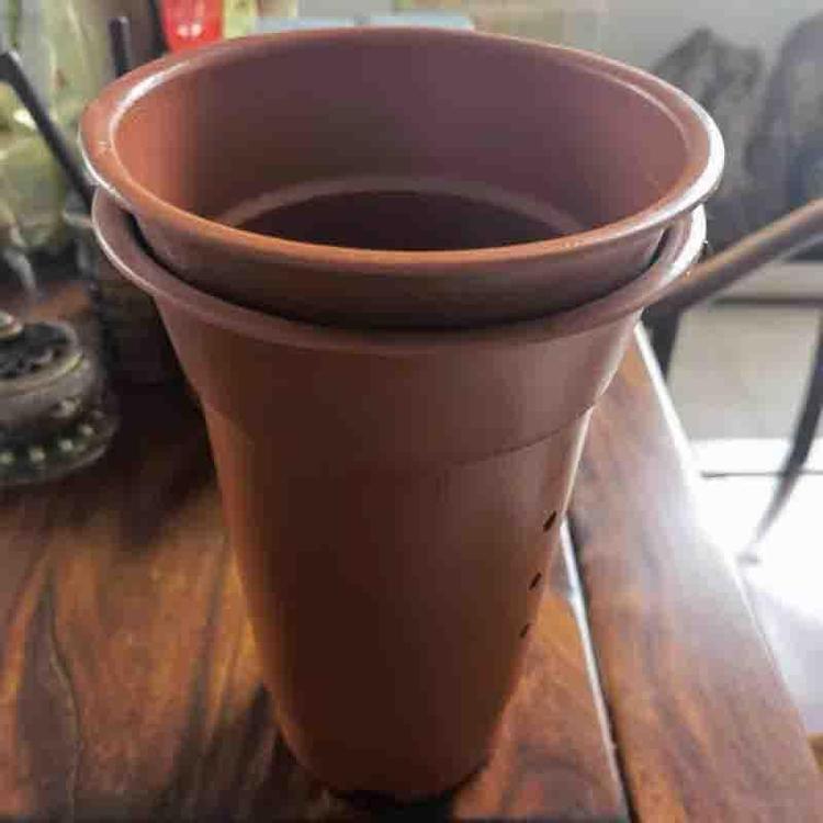 双色盆太阳花 半枝莲价格 欢迎购买