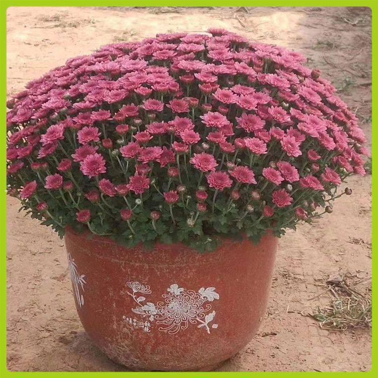 供应双色盆彩叶草 双色盆彩叶草供应商 欢迎咨询