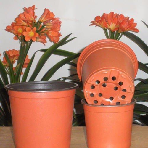 种植基地 双色盆天天开 天天开价格