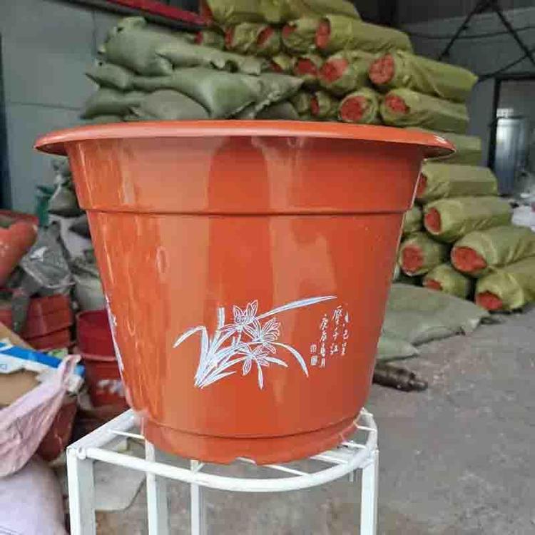 彩叶草供应 双色盆彩叶草报价