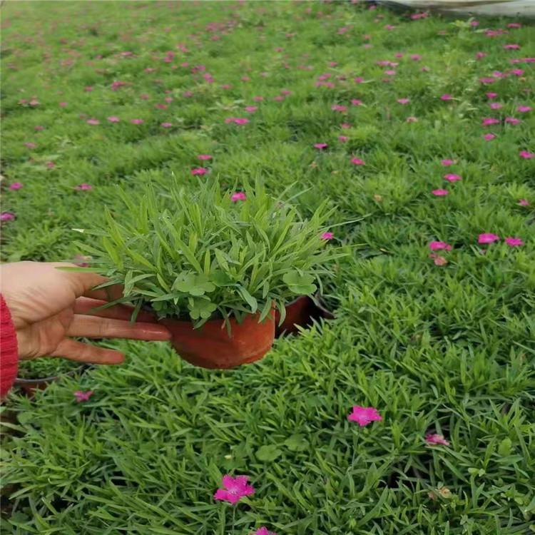 双色pp花盆 加厚红色种植盆 吊兰花盆批发 金苹经久耐用