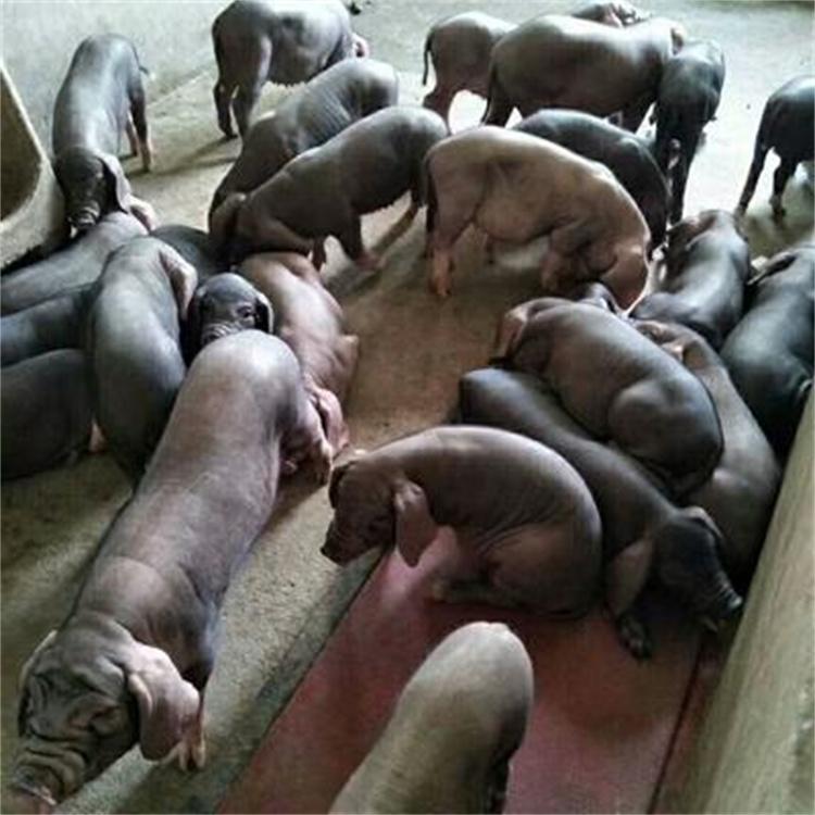 原种太湖母猪 30斤仔猪价格 防疫严格