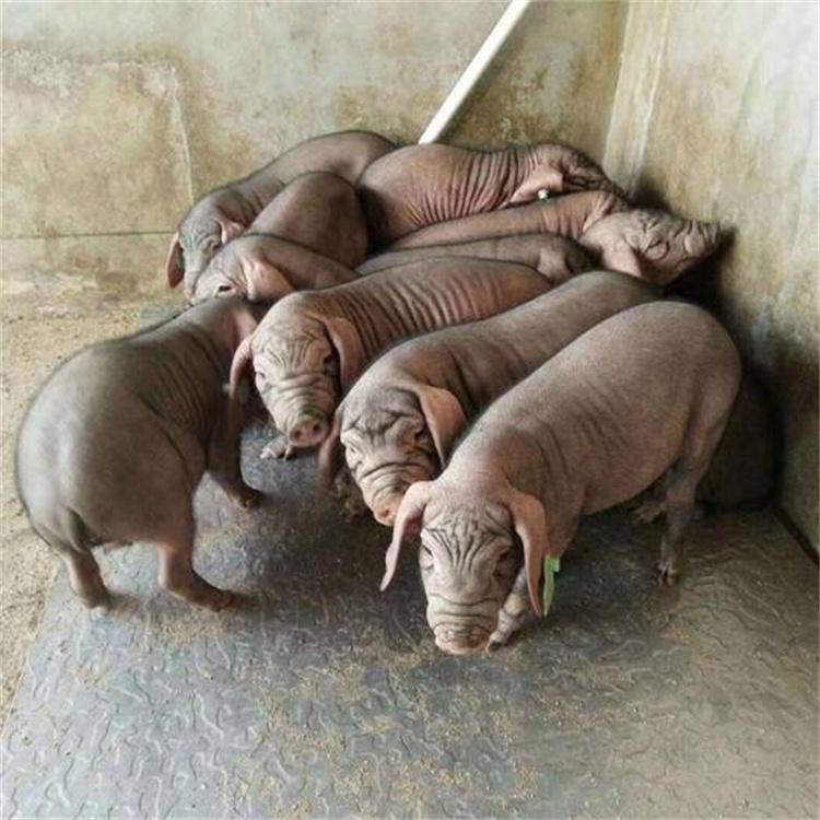 太湖母猪苗30斤价格 苏太母猪 太湖小母猪有卖