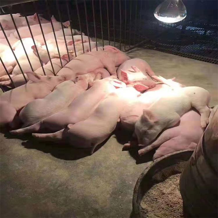 仔猪出售 健康小猪苗 太湖母猪苗批发厂家直销