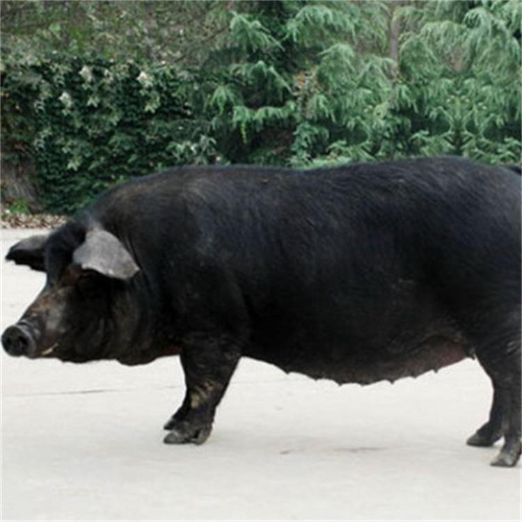 原种太湖母猪 原种太湖母猪价格 原种太湖母猪批发 母猪价格 