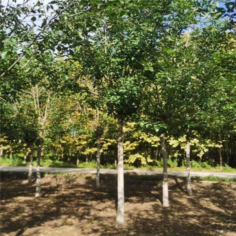 10公分白蜡价格 基地直发白蜡