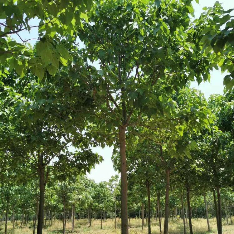 楸树价格 楸树批发 楸树基地楸树小苗出售