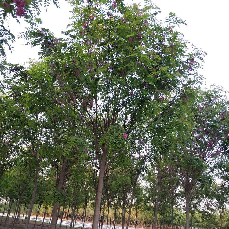 香花槐价格 12公分香花槐价格 香花槐基地 香花槐批发