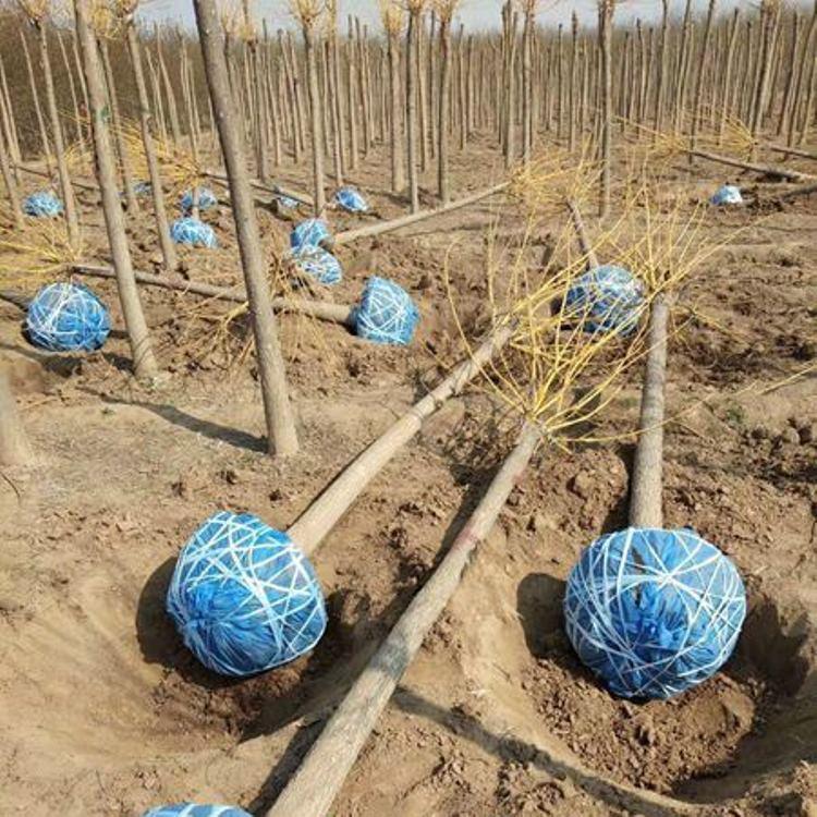 金枝槐 黄金槐 五公分金枝槐 苗木种植基地 金枝槐批发