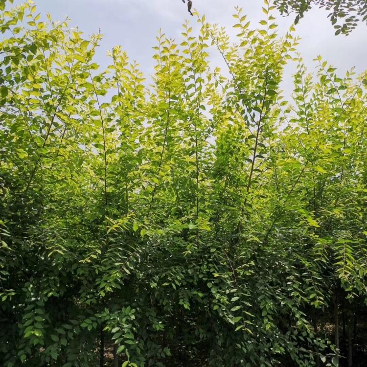 金叶榆  矮接金叶榆批发  金叶榆树苗种植基地