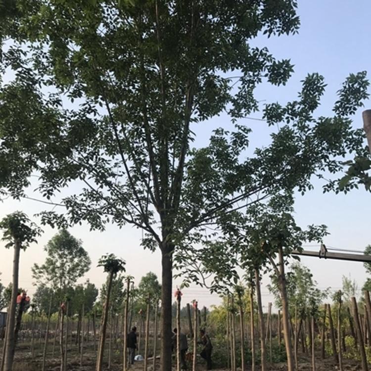 金叶白蜡树苗种植基地  白蜡种苗批发