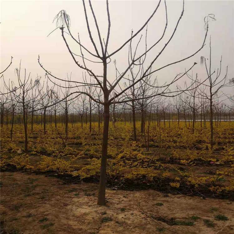 梓树价格  梓树种植基地  各种型号种苗批发