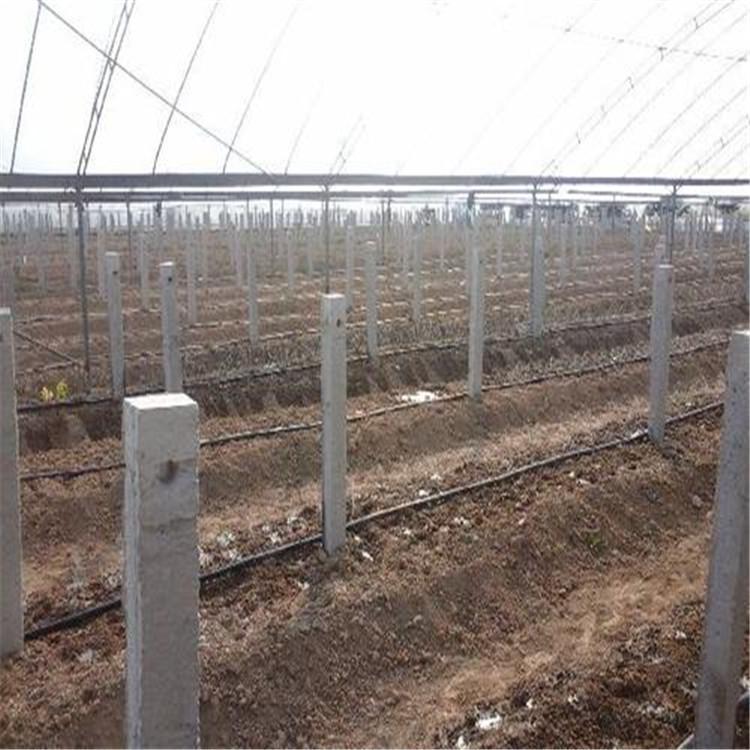 厂家直销 水泥檩条 水泥柱子 水泥方柱 欢迎定制