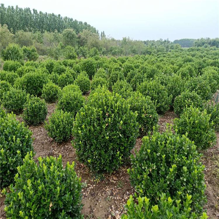 卫矛球苗50冠幅卫矛毛球颗球饱满