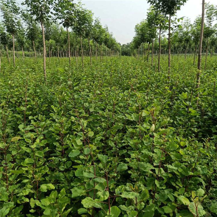 育森 园林绿化黄栌苗 移栽绿化树黄栌苗 颗球饱满