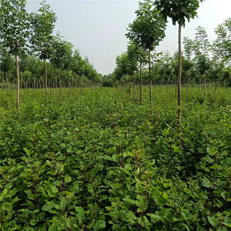 育森 园林绿化黄栌苗 移栽绿化树黄栌苗 颗球饱满