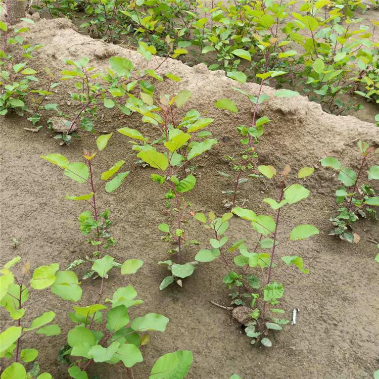 育森 园林绿化黄栌苗 移栽绿化树黄栌苗 颗球饱满