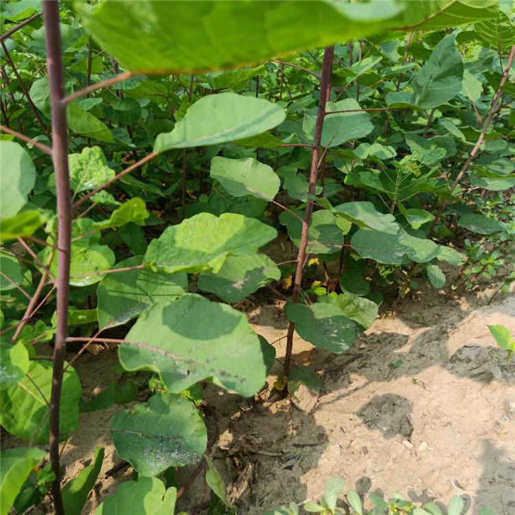 育森 秋季红叶黄栌苗 城市绿化树苗黄栌苗 园林绿化