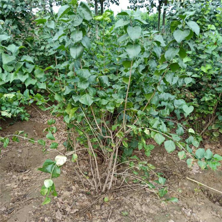 紫丁香批发 厂家现货 丛生丁香 园林绿化红丁香