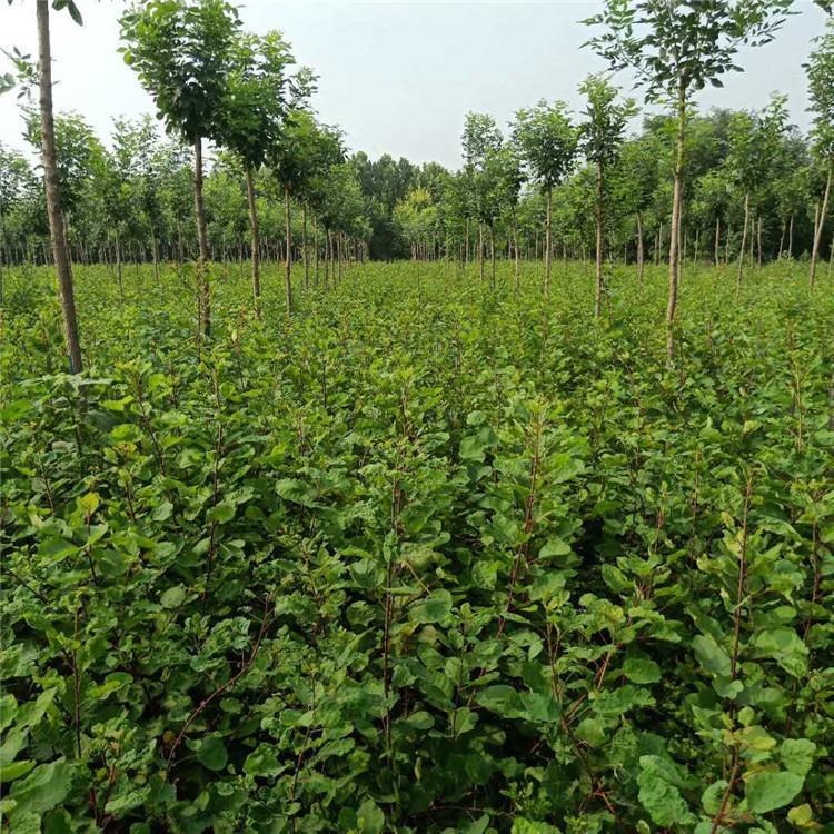 育森 园林绿化黄栌苗 移栽绿化树黄栌苗 颗球饱满