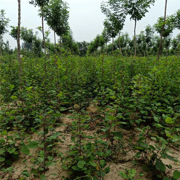 育森 易成活黄栌树苗 庭院绿化黄栌苗 欢迎选购