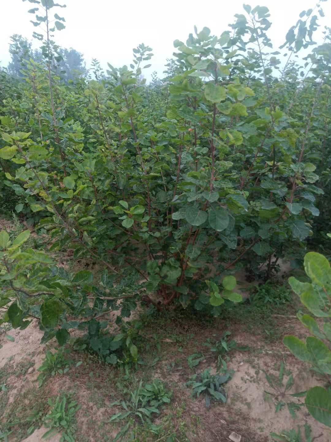 育森 园林绿化黄栌苗 移栽绿化树黄栌苗 颗球饱满