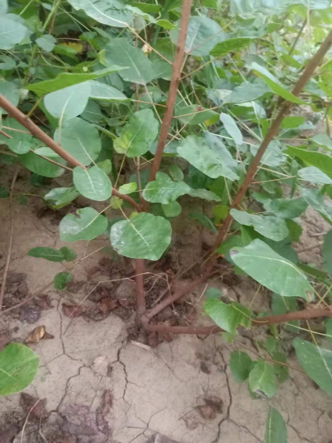 育森 易成活黄栌树苗 庭院绿化黄栌苗 欢迎选购