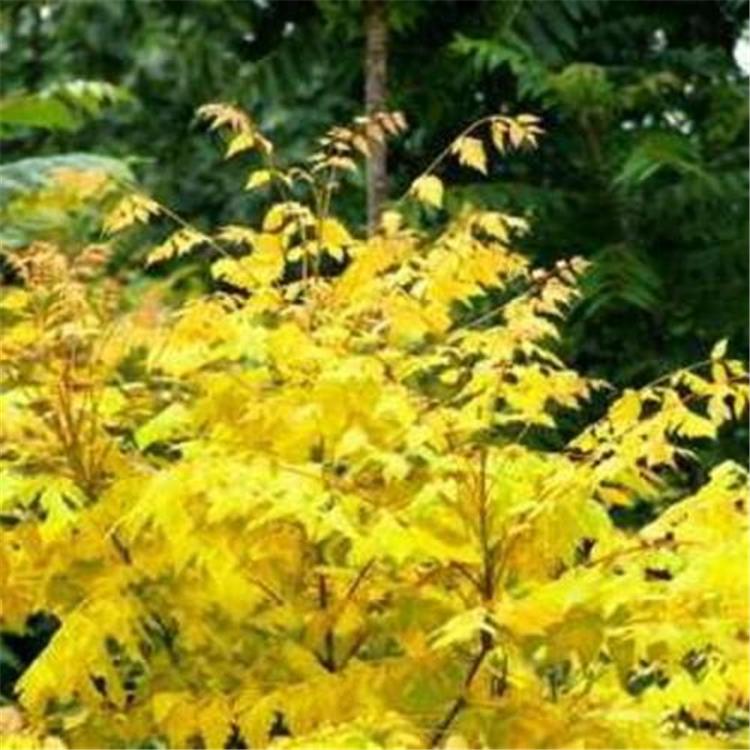 基地直销金枝国槐   工程专用金枝国槐苗