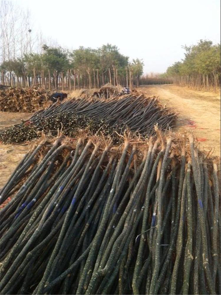 基地直发 金叶国槐苗 金枝国槐价格 成活率高