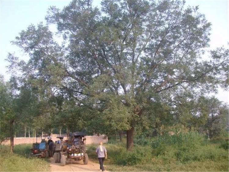 供应国槐苗 国槐树苗 批发国槐小苗 包成活