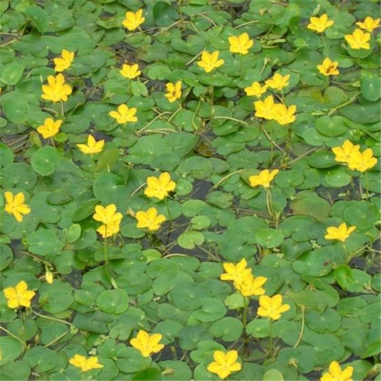 荇菜  水生植物批发 水生荇菜种植