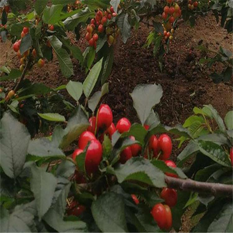 樱桃 雷尼 樱桃厂家 雷尼樱桃种植批发基地 质存