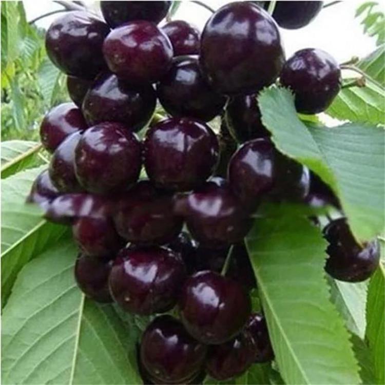 樱桃 俄罗斯8号 俄罗斯8号种植批发 俄罗斯8号樱桃