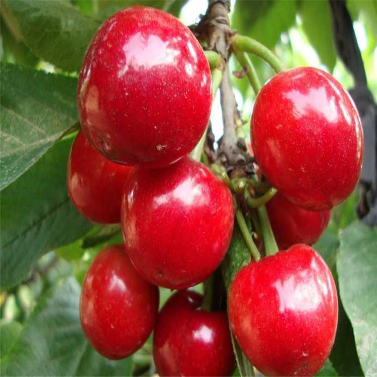 樱桃 萨米脱樱桃 萨米脱樱桃批发 樱桃种植厂家 质存