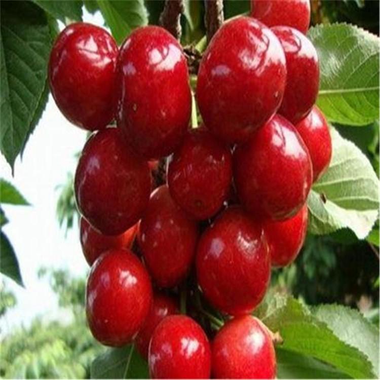 樱桃 拉宾斯樱桃 红樱桃批发 红樱桃种植 质存