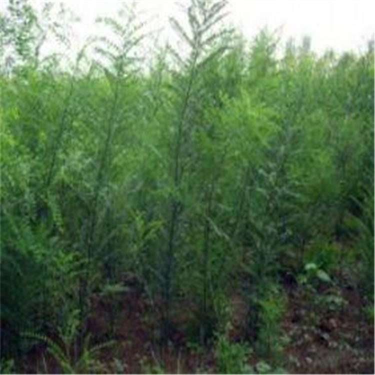 工程种植国槐 行道树国槐 绿化树国槐 市场价格