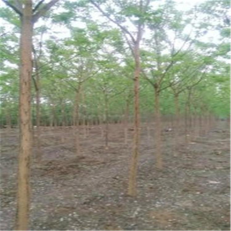 国槐 国槐小苗 速生国槐树 长期出售